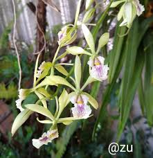 Image result for Annickia ambigua