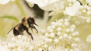 A colony of bees can have between 20,000 to 100,000 bees living in it, and there can be between 20 and 80 pounds of honeycomb in one beehive. Recovery Bringing Back Bumble Bees Cool Green Science