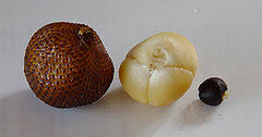 We did not find results for: Pokok Salak Wikipedia Bahasa Melayu Ensiklopedia Bebas