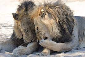 Pin On Animals