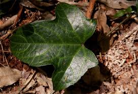 Image result for Coccinia adoensis