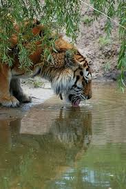 Tiger Crouched To Drink From A Quiet Pool Wilde Tiere Majestatische Tiere Tiere Wild