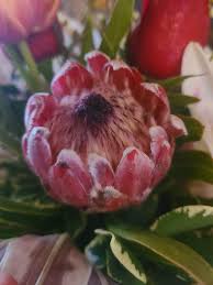 Image result for Protea welwitschii × angolensis