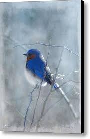 Beautiful Bird Paintings On Canvas Blue Bird Canvas Print Canvas Art By Fran J Scott Bird Art Bird Drawings Watercolor Bird