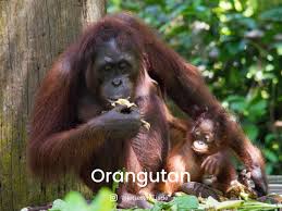 The red list of threatened species 8 Endangered Animals In Malaysia Lokalocal