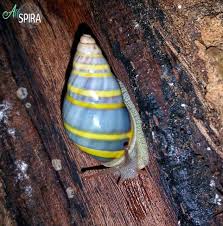 Upload your own photo for a special customized card. Alive Amphidromus Adamsii Allspira