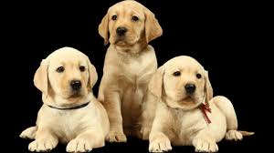 Dog Under 10000 Dog Price In India 2018 Dog Price List From 2000 To 100 Dog Breeder Cute Names For Dogs Retriever Dog