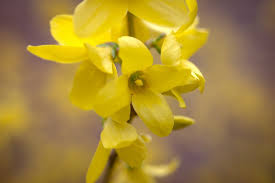 Scarica e usa 10.000+ foto di archivio di fiori primaverili gialli gratuitamente. 15 Splendidi Fiori Di Marzo Fito