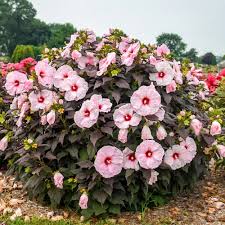 Image result for Hibiscus kirkii