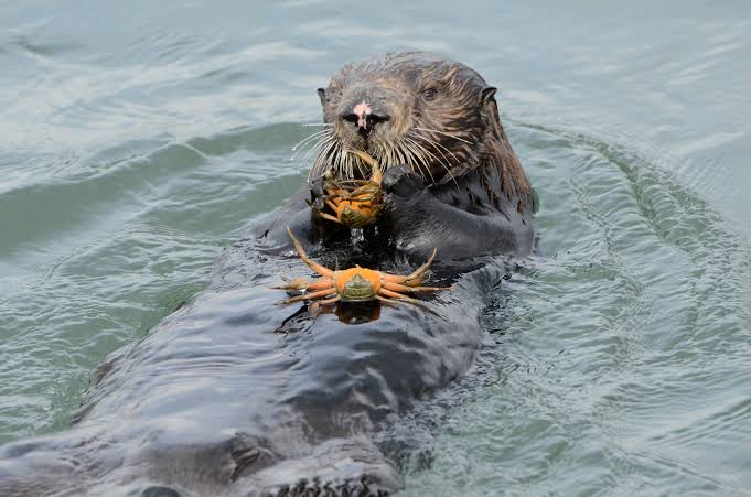 Cute, hungry otters gobble up invasive green crabs in California