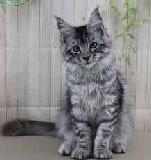 Here i have my beautiful tabby maine coon for sale, very fluffy gentle giant. Delilah Maine Coon Kittens For Sale Florida And Nationwide