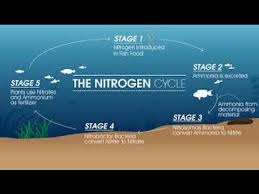 how to cycle an aquarium nitrogen cycle