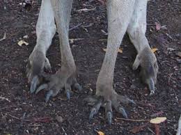 Google Image Result For Http Www Snakebytestudios Com Media 2012 05 Image006 Jpg Animals Beautiful Kangaroo Animals