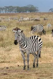 Unlike many ungulates in africa, zebras do not require short grass to graze. Zebra Wikipedia
