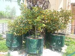 Kumquat trees (botanical genus fortunella) are hardy trees once established. Kumquat Wikiwand