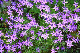 Image result for Cyphia lasiandra