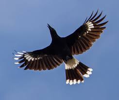 Australian Black Bird With White Wing Tips Currawong In Flight Nature Birds Beautiful Birds Australian Birds
