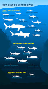 celebrate shark week with this fun infographic on how deep