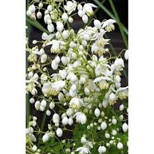Thalictrum Delavayi Splendide White Vivaces Plante Vivace Plante
