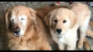 Reputable breeder of golden retriever puppies in vancouver washington and portland oregon, northwestgoldens.com. Golden Retriever Has Guide Dog Puppy Who Is His Best Friend 5newsonline Com