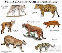 The ocelot occurs across south america, central america, mexico and southern texas. Wild Cats Of North America Small Wild Cats Wild Cats Animals