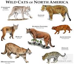 The american bobtail has a wild look but not a wild temperament. Wild Cats Of North America Small Wild Cats Wild Cats Animals