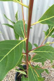 Image result for Lophostemon confertus