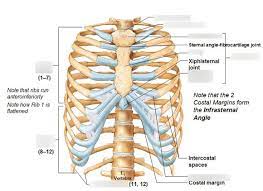 The first seven ribs in the rib cage are attached to the sternum by pliable cartilages called costal cartilages; Thoracic Cage Anterior View Diagram Quizlet