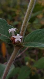 Image result for Sabicea bequaertii