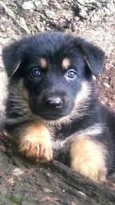 Confident german shepherds also learn commands faster than other breeds. 100 Craigslist Animals Need Saving Too Ideas Animals Pets Animal Abuse