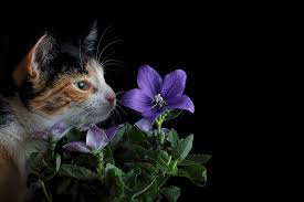 You'll also discover pictures of cats in different poses such as jumping, sitting, snuggling, and playing. Of Flowers Cats And This Blog It Had To Be Someone From The Other By Jose Antunes Cat Respect Medium