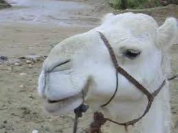 In north africa and the middle east, legend has it they nip at the bellies of camels until their intestines fall out so they can eat them or that they lay eggs in. Camel Grunts M4v Youtube