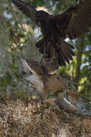 Maybe you would like to learn more about one of these? Crow Attacks Hawk With Squirrel Photo By Rafael De Armas Natureismetal