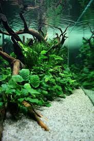 Driftwood Planted Aquarium Design Aquarium Landscape Nature Aquarium Aquarium Fish Tank