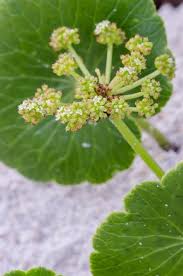 Image result for Hydrocotyle bonariensis