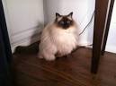 - Pennsylvania Ragdoll Rescue - ADOPTIONS - Rescue Me!