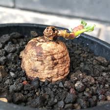 Image result for Pterodiscus elliottii