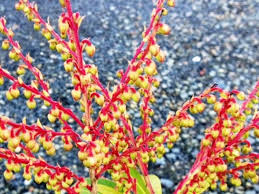 Image result for Pieris formosa