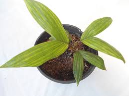 Image result for Curculigo latifolia