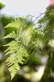 Image result for Davalliaceae