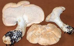 Image result for Dentinum repandum