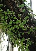 Image result for Peperomia fernandopoiana