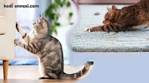 Kedi Tuy Dokumu Engelleme