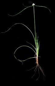 Image result for Cyperus margaritaceus