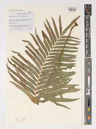 Image result for Blechnum tabulare