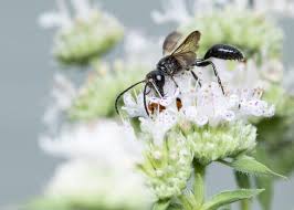 What do wasps look like? Fierce And Fascinating Solitary Wasps