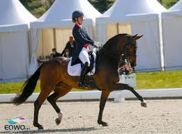 North yorkshire show horse producer magnus nicholson Hagen Grand Prix Geht An Jessica Von Bredow Werndl Vor Charlotte Dujardin Max Theurer Auf Rang 5 Equestrian Worldwide Pferdesport Weltweit Eqwo Net