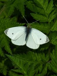 Check spelling or type a new query. Uk Butterflies Small White Pieris Rapae