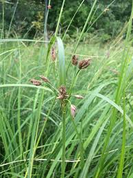 Image result for Bolboschoenus