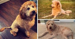 Updated on august 11, 2020. Apricot Goldendoodles 10 Things You Didn T Know